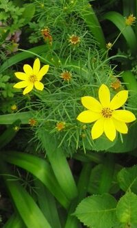 終わりかけですが 背丈の低い黄色い花を咲かせるこの植物の名前を Yahoo 知恵袋