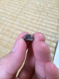 琥珀 こはく って名前 どう思いますか 女の子にですよね 音 Yahoo 知恵袋