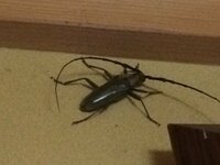 この虫の名前わかりますか？

体長10cmくらいあります。 