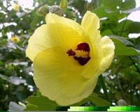 ゆうなの花の花言葉はなんですか ユウナはオオハマゴウの沖縄での言葉 Yahoo 知恵袋