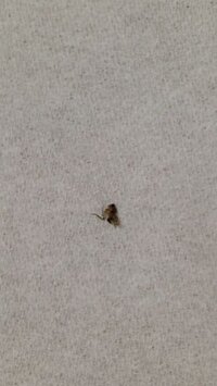 コバエが大量発生して困ってます 教えて 住まいの先生 Yahoo 不動産