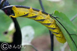 何の幼虫か教えてください 黄色い幼虫がうちのナスの葉を食べていました 蛾 Yahoo 知恵袋