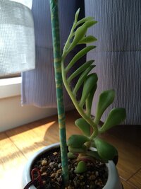 植物の名前の後に錦と付くものがあるのですがどういう意味でしょうか教えてくだ Yahoo 知恵袋