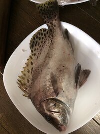 浜名湖で釣った魚は刺身など 生で食べると食あたりを起こす可能性がある Yahoo 知恵袋