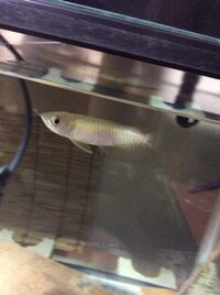 下取り個体として買ってきたシルバーアロワナですが この顎ズレ Yahoo 知恵袋