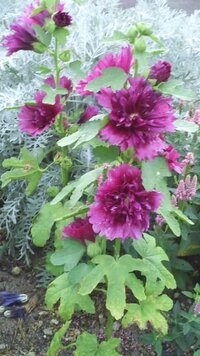 アサガオによく似た花の名前を教えて下さい ここ10年くらい前からでしょうか Yahoo 知恵袋