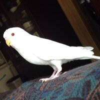 我が家に居るアルビノのセキセイインコについてお腹の辺りにある羽が淡い水色 Yahoo 知恵袋
