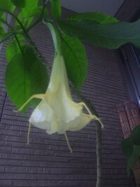 ゴムの木にも 花が咲くと聞きました 何月頃に咲くのですか 何色の花 Yahoo 知恵袋