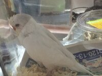 インコの雛が寝ながらチュルチュル鳴いているのですが インコも寝 Yahoo 知恵袋