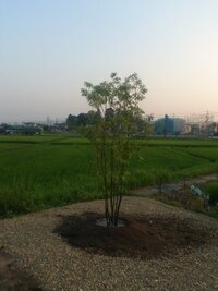 庭木のシラカシの病気について 庭木のシラカシの葉の Yahoo 知恵袋