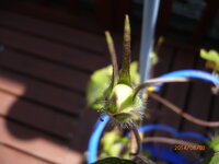 朝顔が咲きません 小１の娘が小学校で育てていた朝顔ですが 夏休 Yahoo 知恵袋