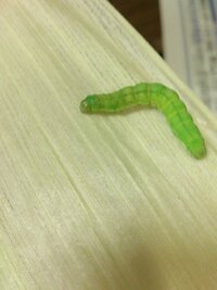注意 写真アリトウモロコシに青虫が付いていました この青虫はなんと言う Yahoo 知恵袋