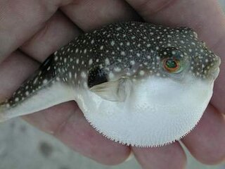 フグってほかの魚に食べられているのでしょうか 食べたら魚でもフグの毒にや Yahoo 知恵袋