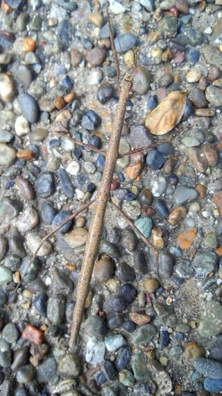 この虫はなんですか 公園を散歩していて見つけました 木の枝みた Yahoo 知恵袋