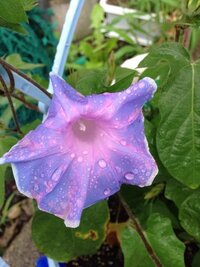 水色のアサガオが咲きました 最近は朝方雨が降っていて そ Yahoo 知恵袋