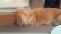 画像あり最近我が家の犬の寝方 がおかしいです 我が家の犬は大体伏せた状態 Yahoo 知恵袋