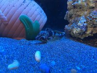 イカを飼育している方いますか 水族館でもイカを飼育していることがあまりな Yahoo 知恵袋