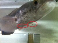 雷魚のカムルチーについてですが ８ｃｍ程度の幼魚から飼育し現在２０ｃｍ程 Yahoo 知恵袋