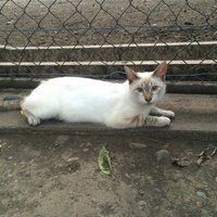 近所の神社に住み着いている野良猫ですが どんな種類なんでしょう Yahoo 知恵袋