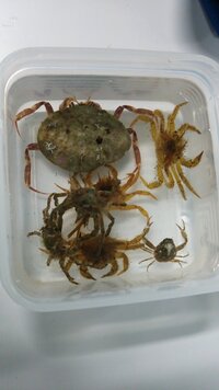 マメコブシガニを飼っています 4月29日に潮干狩のアサリと一緒 Yahoo 知恵袋