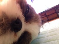 質問ですなぜか犬の走り方が変ですどこか悪いのでしょうか 結構無茶する子で Yahoo 知恵袋