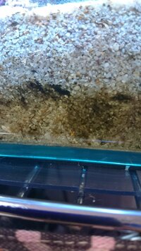 家の海水魚の水槽の砂底に糸ミミズより細い生物が沢山いました これは何です Yahoo 知恵袋
