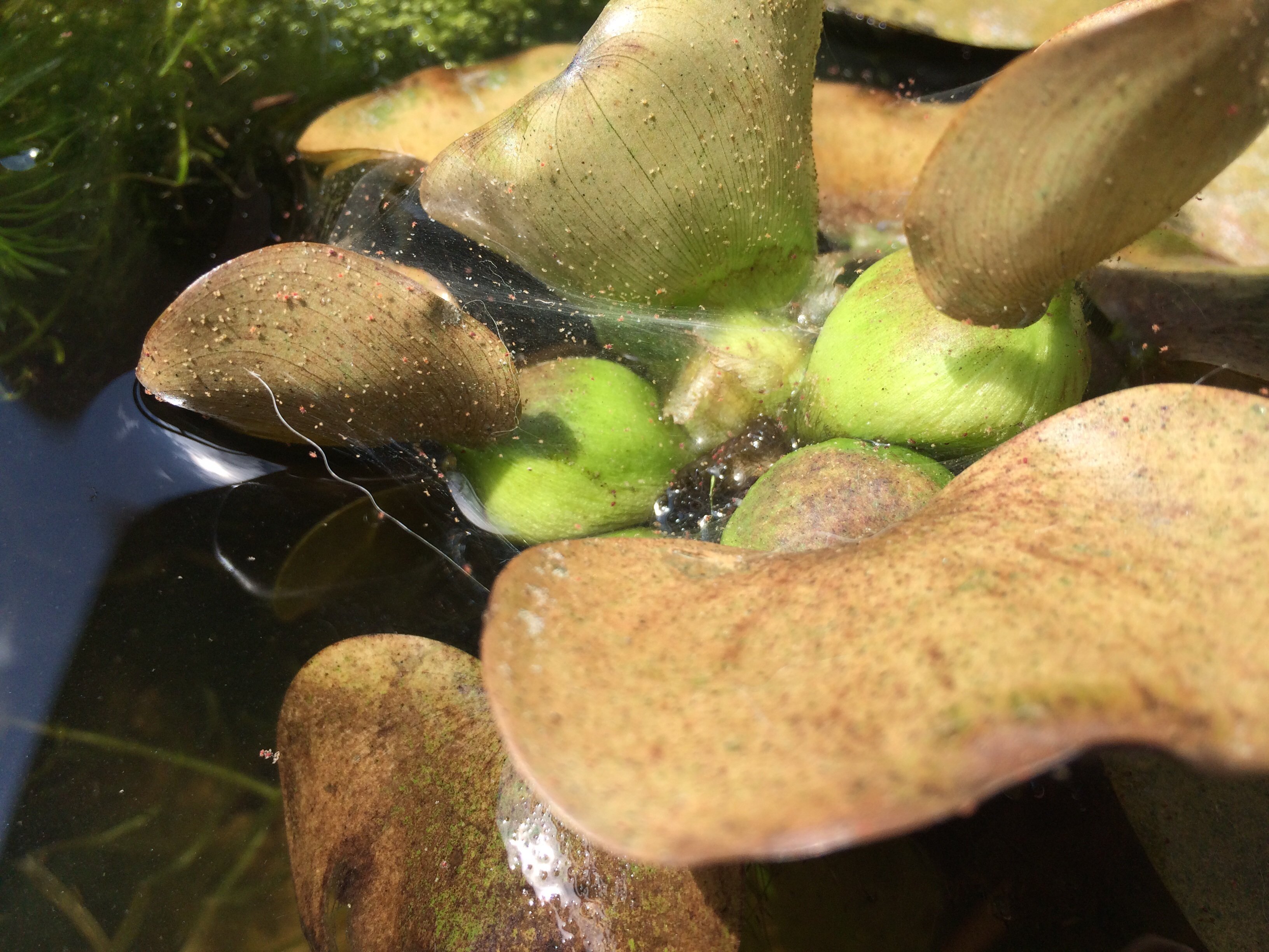 赤い虫の駆除方法を教えて下さい メダカの水鉢に浮かべていたホテイアオイに Yahoo 知恵袋