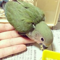 コザクラインコっていつ頃から慣れてくるものでしょうか うちにコザク Yahoo 知恵袋