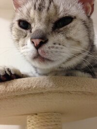 猫の左の口が写真のように赤くなってしまっています 症状は昨日か Yahoo 知恵袋