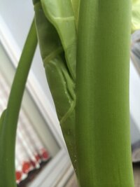 室内で栽培している観葉植物の クワズイモ に白い粉がついてます つい最近 Yahoo 知恵袋