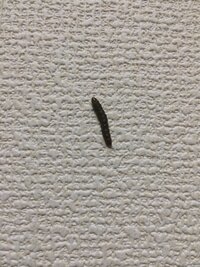 黒くて小さい芋虫のような虫が大量発生して困っています どういった虫なのか Yahoo 知恵袋