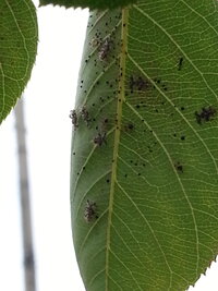 ジューンベリーの葉が虫にやられています 昨年秋に植えたジューン Yahoo 知恵袋