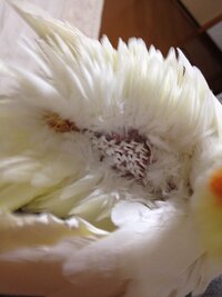 オカメインコがよく私の髪の毛を毛づくろい するのですが なぜでしょうか Yahoo 知恵袋