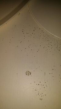 洗面所の下の扉を開けるとパイプ周りに黒い粉のようなものが落ちていました 扉の中は 教えて 住まいの先生 Yahoo 不動産