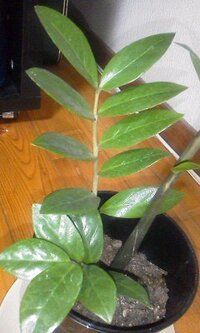今更ですが回答お願いします 観葉植物のマイナスイオンや空気清浄作用 Yahoo 知恵袋