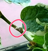 これはカイガラムシでしょうか 触ると 綿のような糸を引き Yahoo 知恵袋