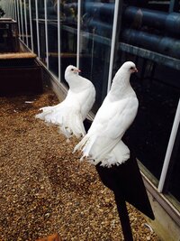 この鳥の名前を教えてください 白い鳩かな とも思ったのですが 普通の鳩と Yahoo 知恵袋