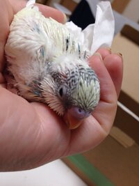 大人のセキセイインコをなつかせたいです 去年の７月に大人インコ Yahoo 知恵袋