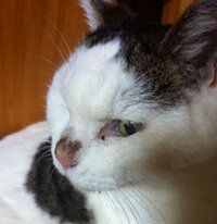猫の鼻が黒くなってきました １９歳になったオス猫です 最近鼻の黒ずみが目 Yahoo 知恵袋
