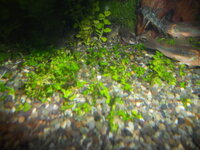 水草 ニューラージパールグラスの事で質問お願いします １か月半ほど前にチ Yahoo 知恵袋