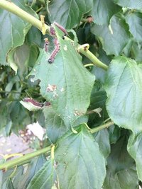 梅の木に毛虫がいたのですが 何の幼虫かわかりますか また Yahoo 知恵袋