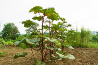 茎の赤いこの植物の名を教えて下さい オクラです 茎や実が赤くなる Yahoo 知恵袋