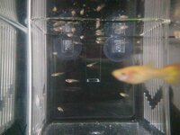 ブラインシュリンプを塩水で孵化させて スポイトで淡水魚に与える場合 どうしても Yahoo 知恵袋