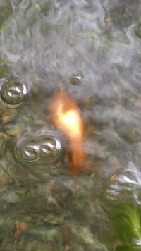 金魚がすいそうの底でじっとしていて 元気がありません この夏の Yahoo 知恵袋