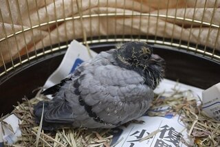 鳩 ハト に詳しい方へ 家の傍でハトのヒナを保護しました ９月９日午後 Yahoo 知恵袋