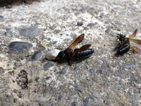 この黒いハチはなんという種類ですか 最近祖母の家の屋根の間から Yahoo 知恵袋