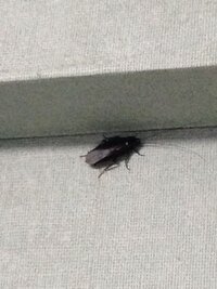 ゴキブリに逃げられました 教えて 住まいの先生 Yahoo 不動産