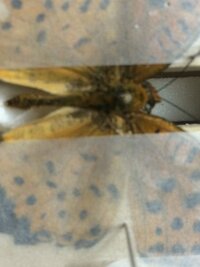 蝶の標本で展翅中の蝶のお腹がぺっちゃんこになります なぜでしょう ど Yahoo 知恵袋