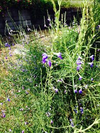 ヤンデレ系の花言葉ってありますかね 狂ってる感じがいいですま Yahoo 知恵袋