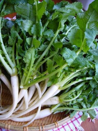 写真の大根菜の小さい大根の部分はどのような食べ方をすればよいの Yahoo 知恵袋